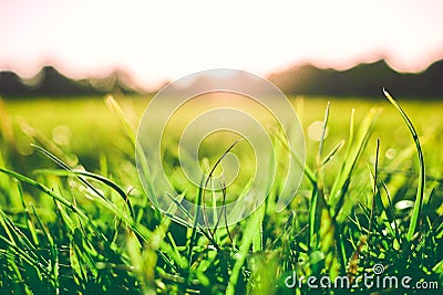 Bright green grass close-up with sunlight reflecting on a blurred background of hills Stock Photo