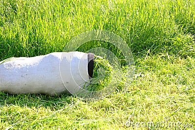 bright green grass in the garden. Slow camera movement, the movement of tall grass in the wind Stock Photo