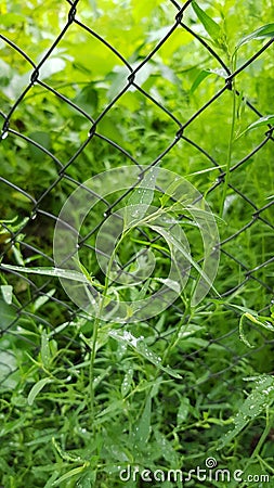 Bright green grass texture with water drops after rain Stock Photo