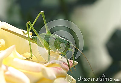 Green grasshopper on rose Stock Photo