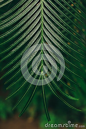 Bright green hanging palm leaf Stock Photo
