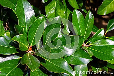 Bright green large leaves of magnolia with a glint of sunlight Stock Photo