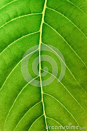 Bright green leaf texture close-up Stock Photo