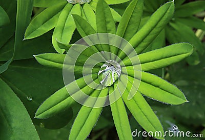 Bright green leaf with transparent water drop Stock Photo