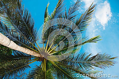 Bright green leaf tropical fern on a light green blurred background. Close-up with bokeh. Beautiful Bush in the tropical garden. Stock Photo