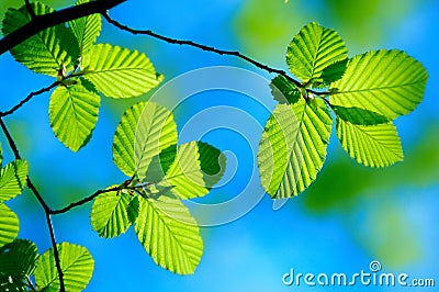 Bright green leafs Stock Photo
