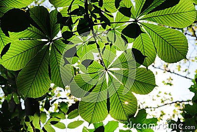 Bright green leafs Stock Photo