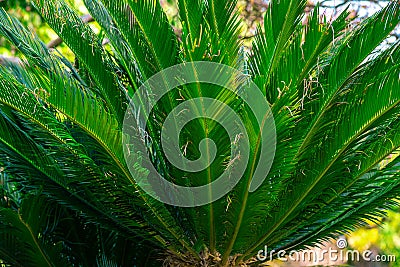 Bright green leaves Cycas revoluta Stock Photo