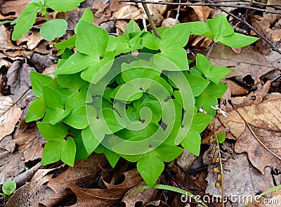 Bright green leaves of a sharp lobed hepatica plant emerging in spring. Stock Photo