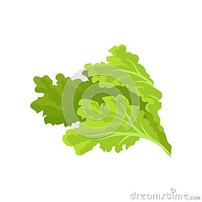 Bright green lettuce leaves. Fresh and healthy vegetable. Vegetarian nutrition. Flat vector for advertising poster of Vector Illustration