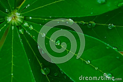 Bright green Lupine leaf with dew drops in cool morning light Stock Photo