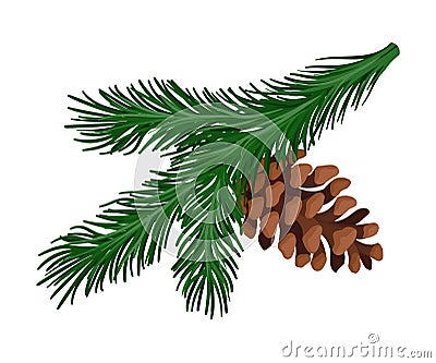 Bright green spruce branch with a pine cone. Vector illustration. Vector Illustration