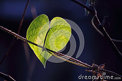 BRIGHT GREEN MORNING GLORY LEAF ON A VINE Stock Photo