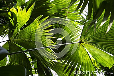 Bright green palm leaves Stock Photo