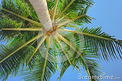 Bright green palmtree leaves view under tree Stock Photo