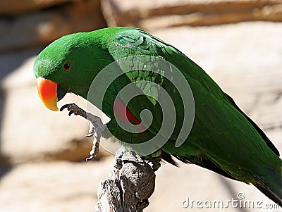 Bright green parrot with yellow and orange beak Stock Photo