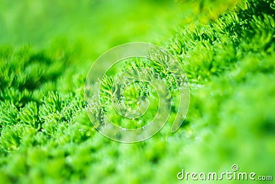 Bright green plant with a beautiful blur effect. Stock Photo