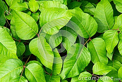 Bright green poison ivy leaves Stock Photo