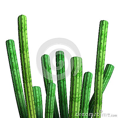 Bright green realistic cacti, isolated on white. Vector Illustration