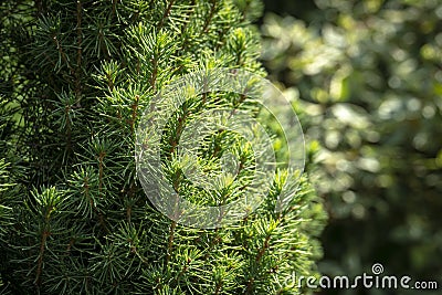 The bright green short needles of the Canadian spruce Picea glauca Conica on the left and the blurred background of the garden on Stock Photo
