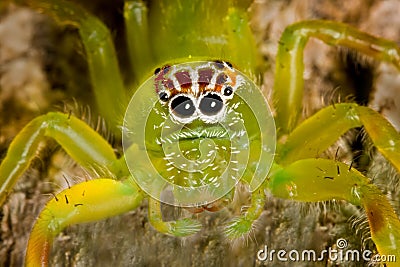 Bright green spider Stock Photo