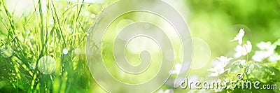 Bright green spring panorama background Stock Photo