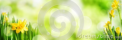 Bright green spring panorama background Stock Photo