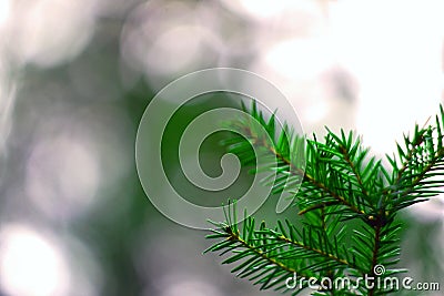 Branch of the fir tree Stock Photo