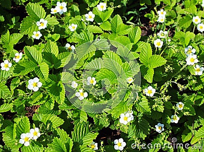 Bright green strawberry leaves and white flowers Stock Photo