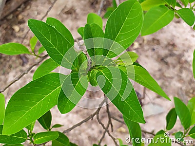 Bright green sugar apple leaves in the rainy season, abundant growth of green leaves and branches Stock Photo