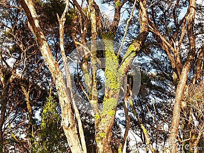 Bright green symbiotic lichen on tree trunk Stock Photo