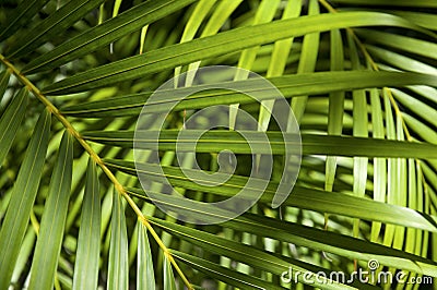 Bright Green Tropical Palm Frond Background Stock Photo