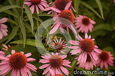 A Bright Group of Pink Cone Flowers Stock Photo