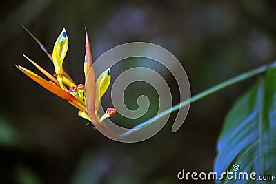 Bright heliconia in contrast to the dark forest Stock Photo