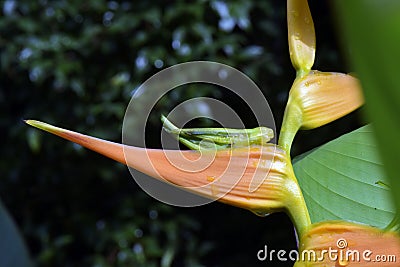 Bright Heliconia in contrast to the dark forest Stock Photo