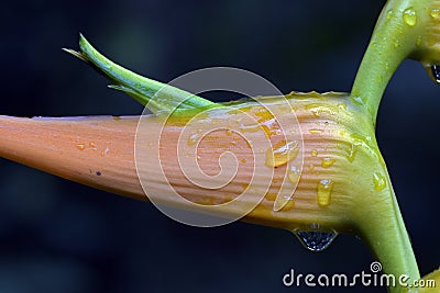 Bright Heliconia in contrast to the dark forest Stock Photo