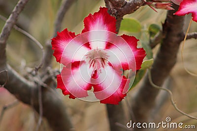 Bright impala lilly Stock Photo