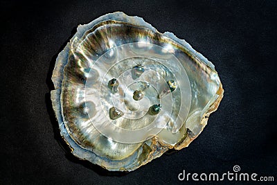 An oyster shell with black pearls Stock Photo