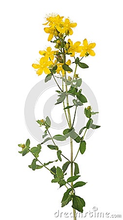 Bright isolated on white yellow hypericum flower Stock Photo