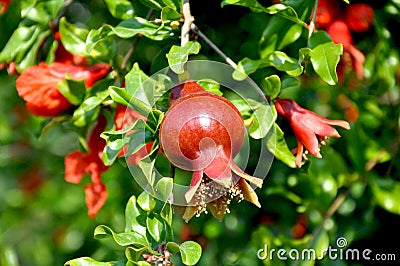 Bright juicy pomegranate Stock Photo