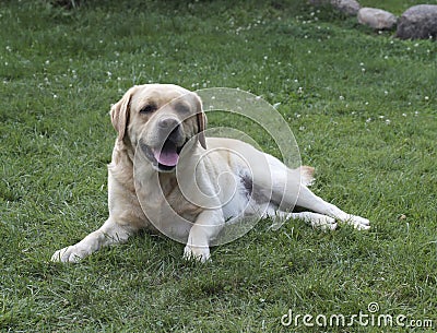 Bright labrador lies on the green grass Stock Photo