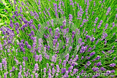 Bright lavender flowers 5 Stock Photo