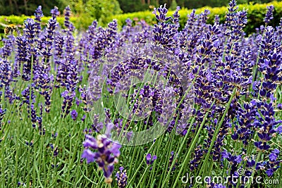 Bright lavender flowers close up. Fragrant smell from a field with flowers Stock Photo