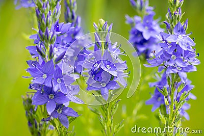 Bright lilac colored flowering speedwell plants with spikes Stock Photo