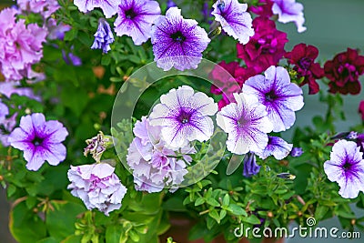 Bright lilac petunia flowers Stock Photo