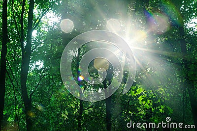 Bright lit morning sun dawn beams on green leaves trees background close up, summer sunny day forest landscape, sunlight glow Stock Photo