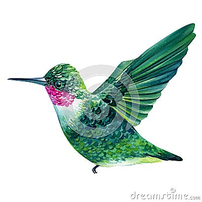 Bright little bird, hummingbird isolated on white background. Watercolor illustration Cartoon Illustration