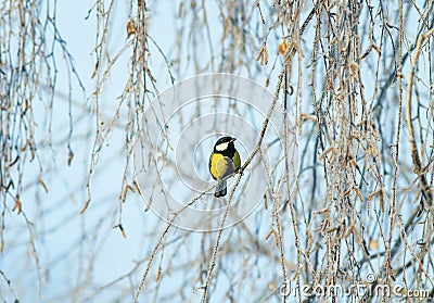 Beautiful bright little bird tit is sitting on birch branches covered with fluffy white frost in a winter park Stock Photo