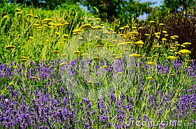 Bright blooming purple, yellow flowers and green meadow. bee pasture Stock Photo