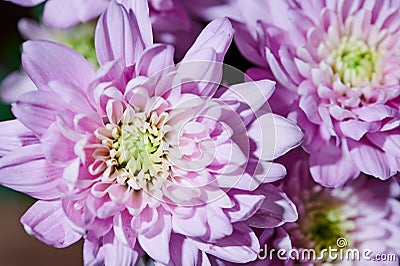 Bright macro photo of violet dahlia flowers Stock Photo